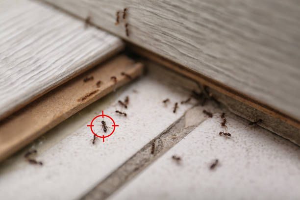 Best Ant Control Services  in Mvell, AR