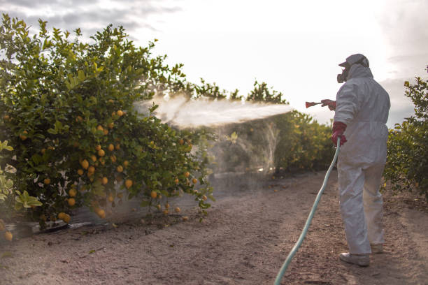 Best Bed Bug Extermination  in Mvell, AR