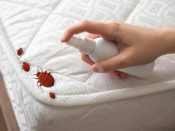 Best Pest Removal Services  in Mvell, AR